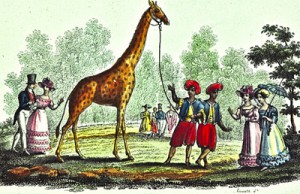 visite-la-giraffe