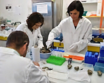 Isabelle Arzul, pour ses recherches sur l’immunité et l’ADN des huîtres
